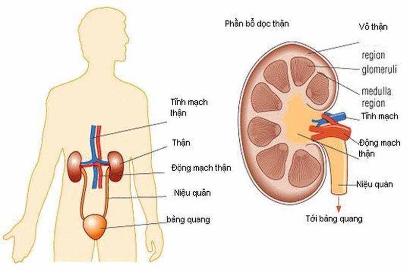 Hãy nói cho bác sĩ biết nếu bị các bệnh đường tiết niệu