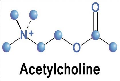 Acetylcholine