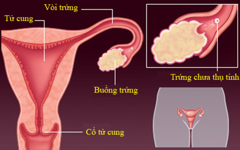 Trứng thụ tinh bao lâu thì biết có thai phụ thuộc vào thời gian phôi thai di chuyển tới tử cung Trứng thụ tinh bao lâu thì biết có thai phụ thuộc vào thời gian phôi thai di chuyển tới tử cung
