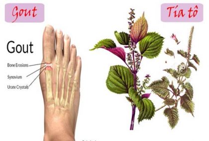 trị bệnh gout bằng rau lá tía tô