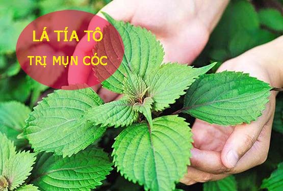 Chữa mụn cóc bằng lá tía tô