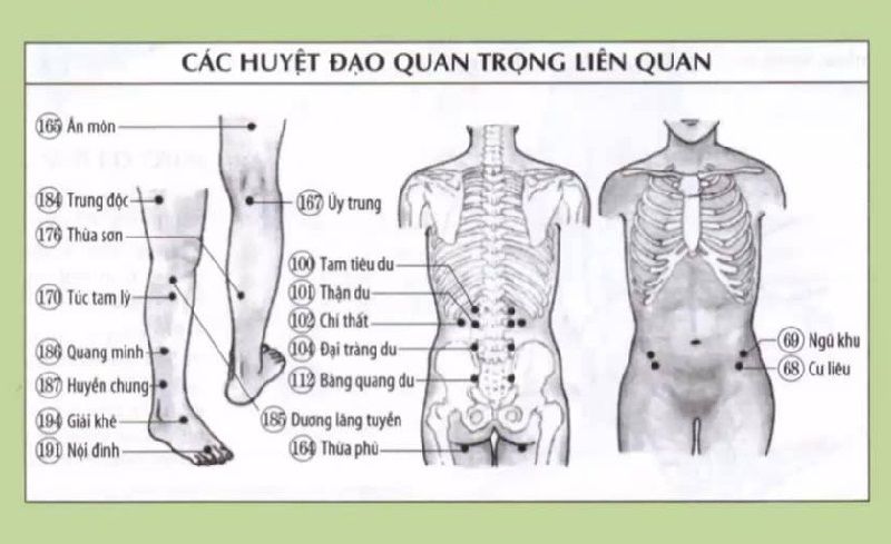 Để bấm huyệt chữa thần kinh tọa đạt hiệu quả cần chuẩn xác rõ huyệt đạo