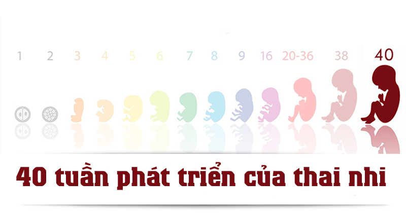 Khi có thai 2 tuần, kích thước thai nhi còn rất nhỏ, chỉ bằng một hạt giống