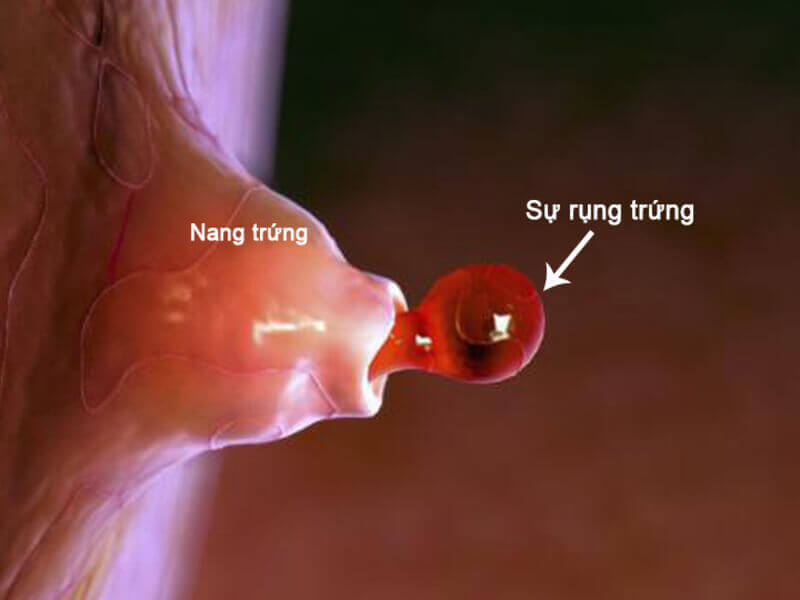 Mỗi chu kỳ trứng rụng một lần Mỗi chu kỳ trứng rụng một lần