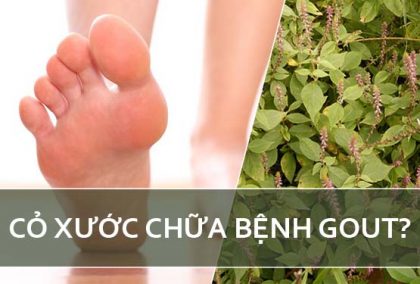 Tác dụng của cỏ xước