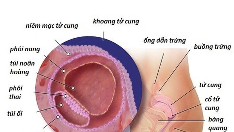 Túi noãn hoàng giúp cung cấp dinh dưỡng cho thai trong thời gian đầu