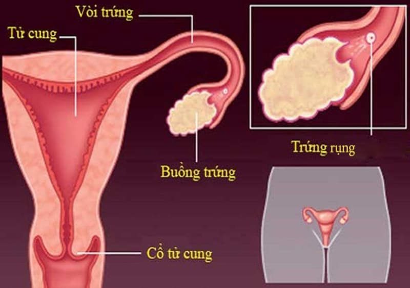 Trứng rụng được đưa tới ống dẫn trứng để gặp tinTrứng rụng được đưa tới ống dẫn trứng để gặp tinh trùng trùng