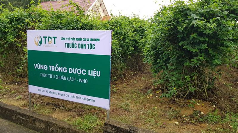 Thuốc dân tộc luôn đề cao sứ mệnh cung cấp nguồn thảo dược sạch trong sản xuất và bào chế thuốc Đông y