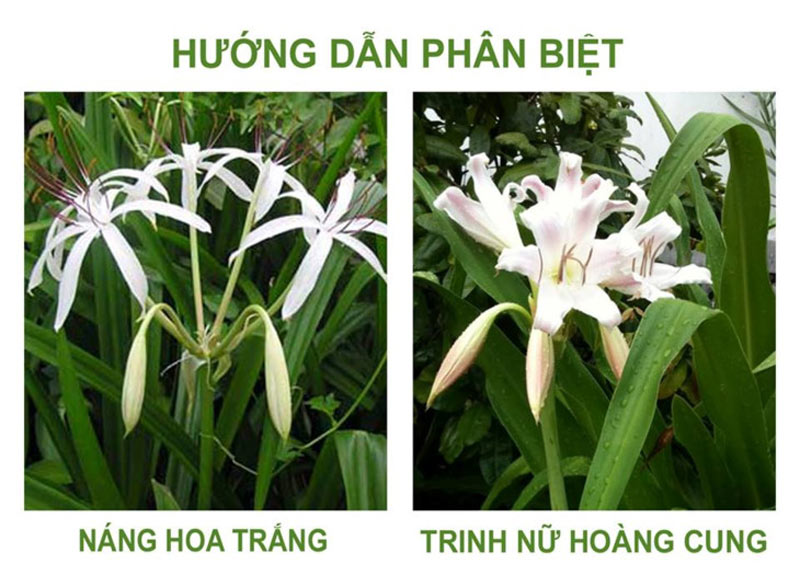 Cách phân biệt trinh nữ hoàng cung so với các cây náng khác