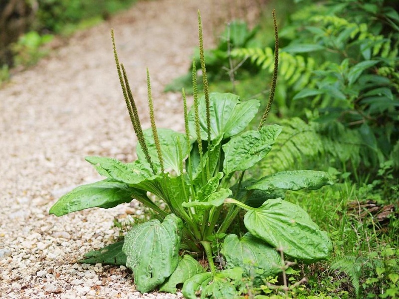 Hình ảnh cây mã đề (Plantago asiatica L)