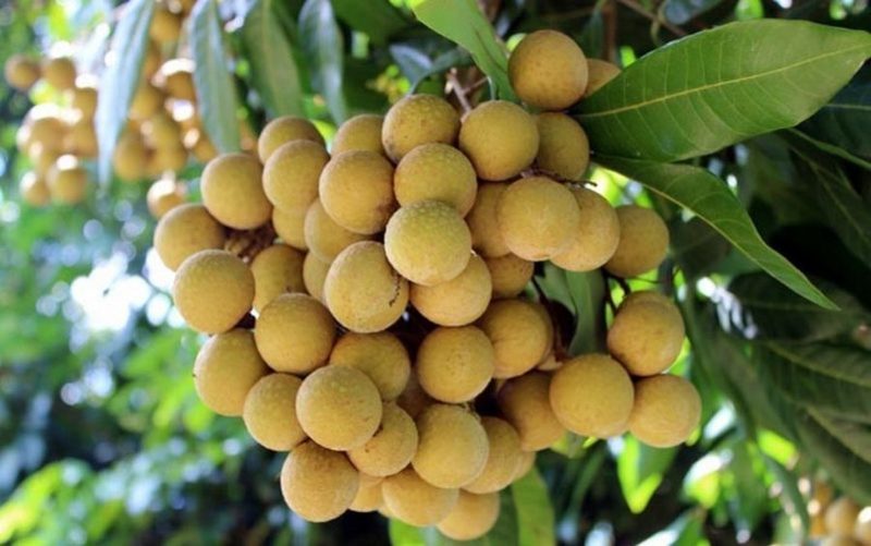 Nhãn mang tới nhiều lợi ích cho sức khỏe Nhãn mang tới nhiều lợi ích cho sức khỏe