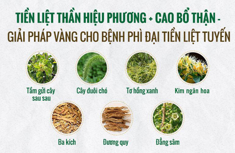 Thành phần chính trong bài thuốc Tiền liệt Thần hiệu phương