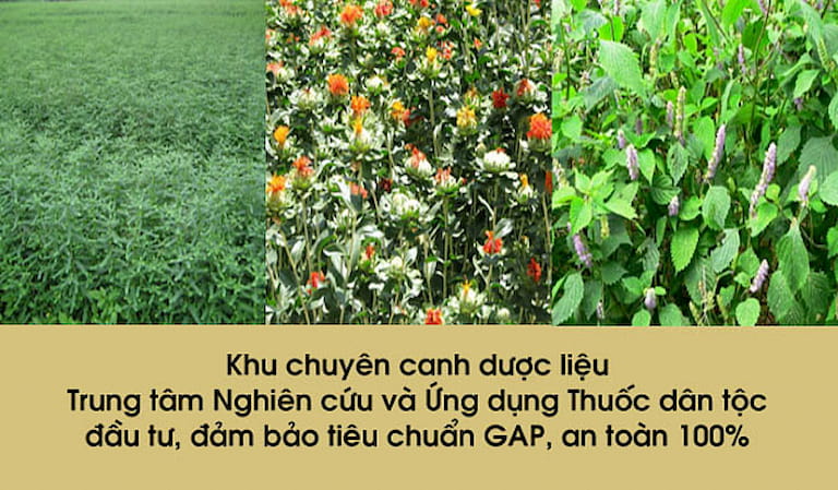 Ảnh chụp thực tế vùng dược liệu của Trung tâm Thuốc dân tộc