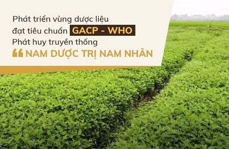 Vườn thảo dược đạt tiêu chuẩn GACP - WHO của nhà thuốc Đỗ Minh Đường