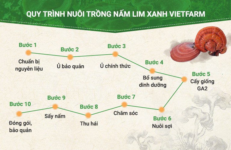 Quy trình 10 bước nuôi trồng nấm lim xanh Vietfarm