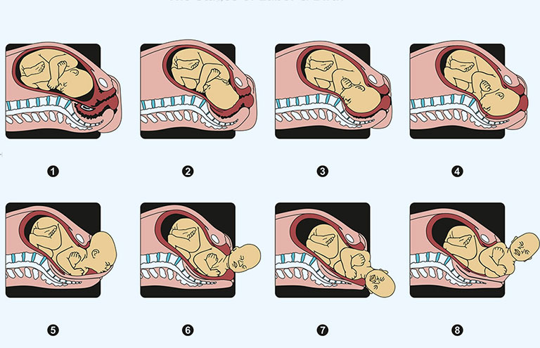 toàn bộ quá trình sinh thường