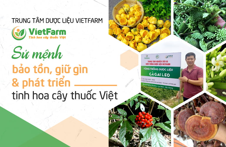 Trung tâm dược liệu Vietfarm - Sứ mệnh bảo tồn và phát triển nguồn dược liệu nước nhà