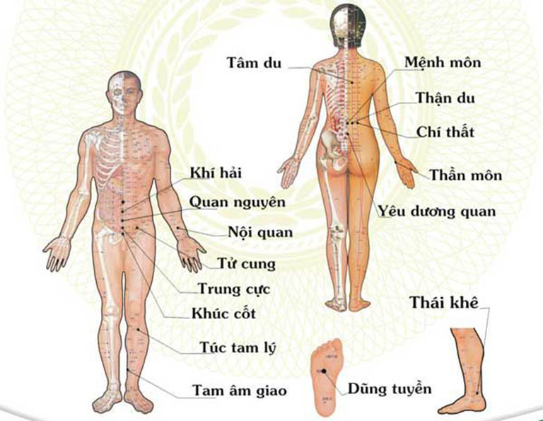 Vị trí chính xác của một số huyệt vị quan trọng trên cơ thể người