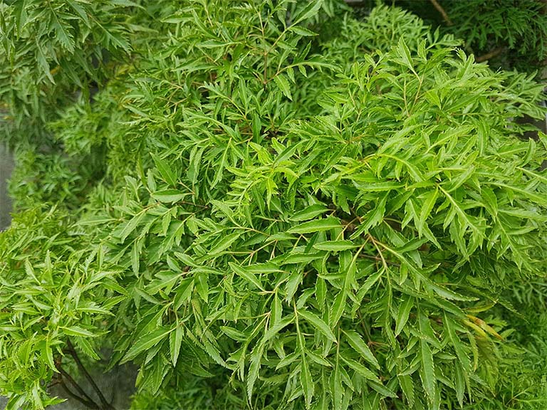 mẹo chữa mất ngủ dân gian từ lá đinh lăng