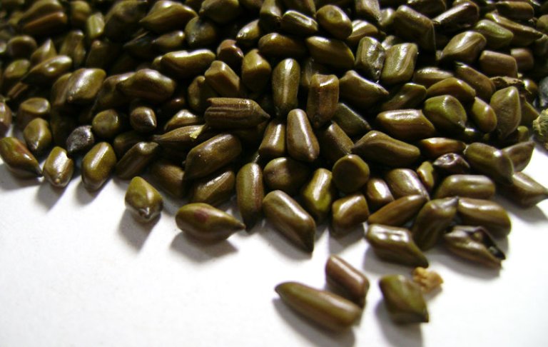 Hạt muồng có tác dụng rất tốt trong việc an thần, giúp ngủ ngon, sâu giấc
