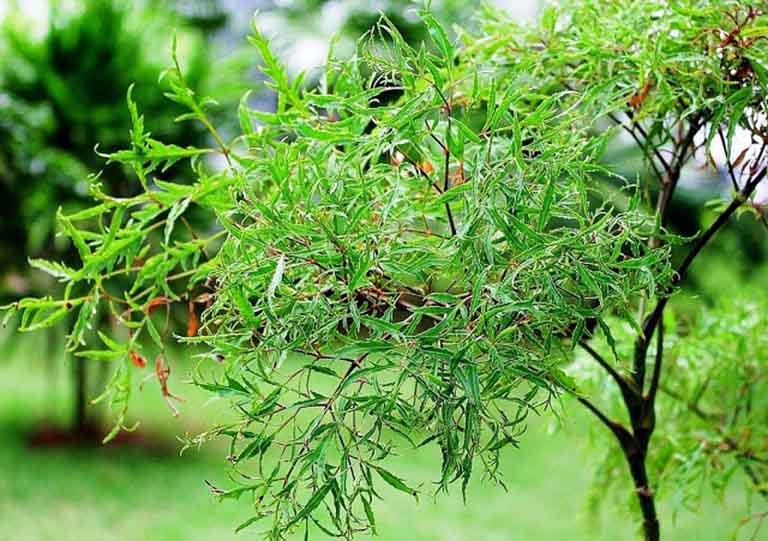 lá đinh lăng chữa mất ngủ