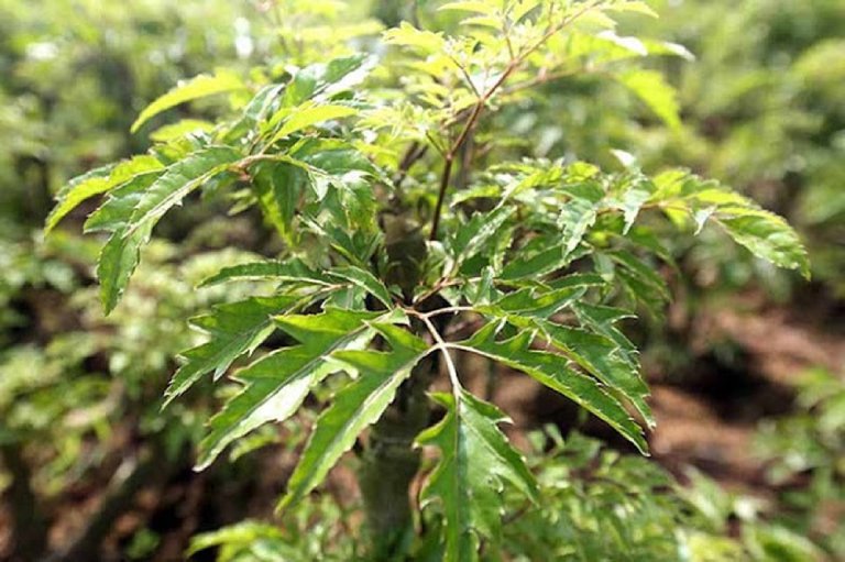 đinh lăng chữa mất ngủ