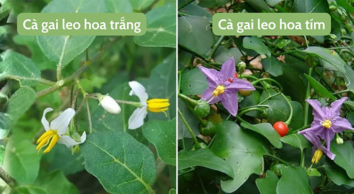 Cà gai leo được phân loại dựa theo đặc điểm hình thái