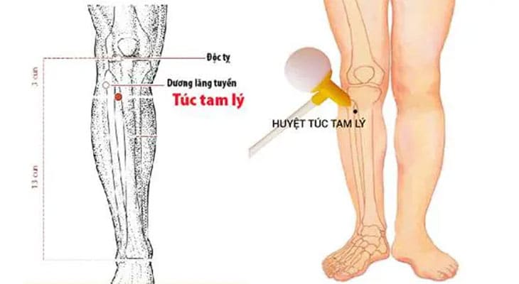 Huyệt Túc Tam Lý là một huyệt vị thuộc kinh Vị, nằm ở vùng dưới đầu gối, trên cẳng chân